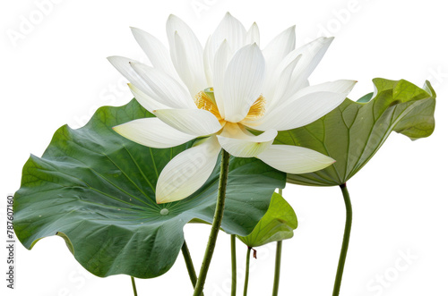 PNG White lotus flower plant petal.