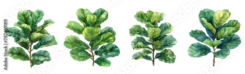 fiddle leaf fig, watercolour clipart, white background photo