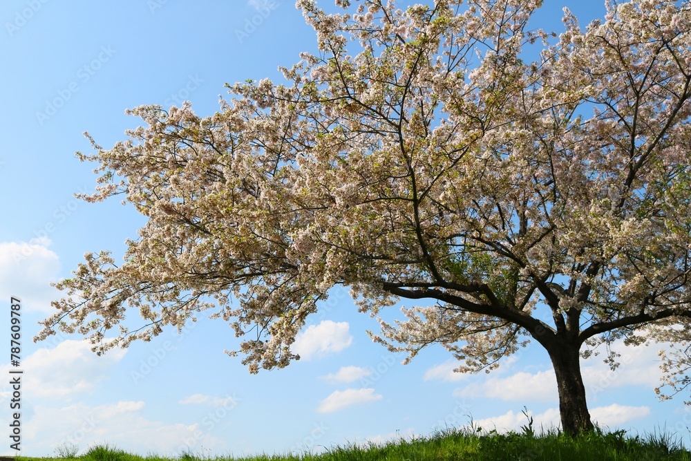 堤防沿いに咲く桜の花　青空と緑