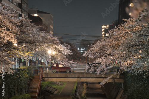 Tokyo,Japan - April 5, 2024: Cherry blossoms along Kotta river in the night in Tama, Tokyo, Japan
