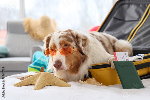 Cute Australian Shepherd do...