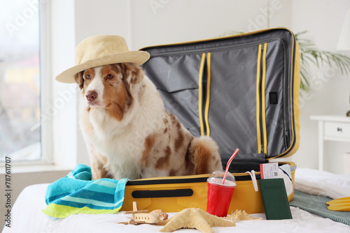 Cute Australian Shepherd do...