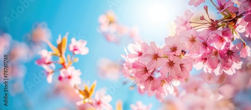 Cherry blossom sakura looks beautiful against the backdrop of a clear blue sky during spring.