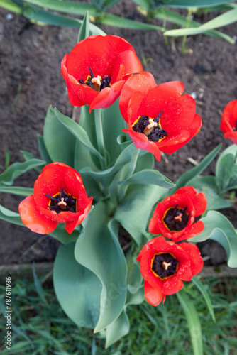 Red tulips under sunlight in the park at the middle of spring..