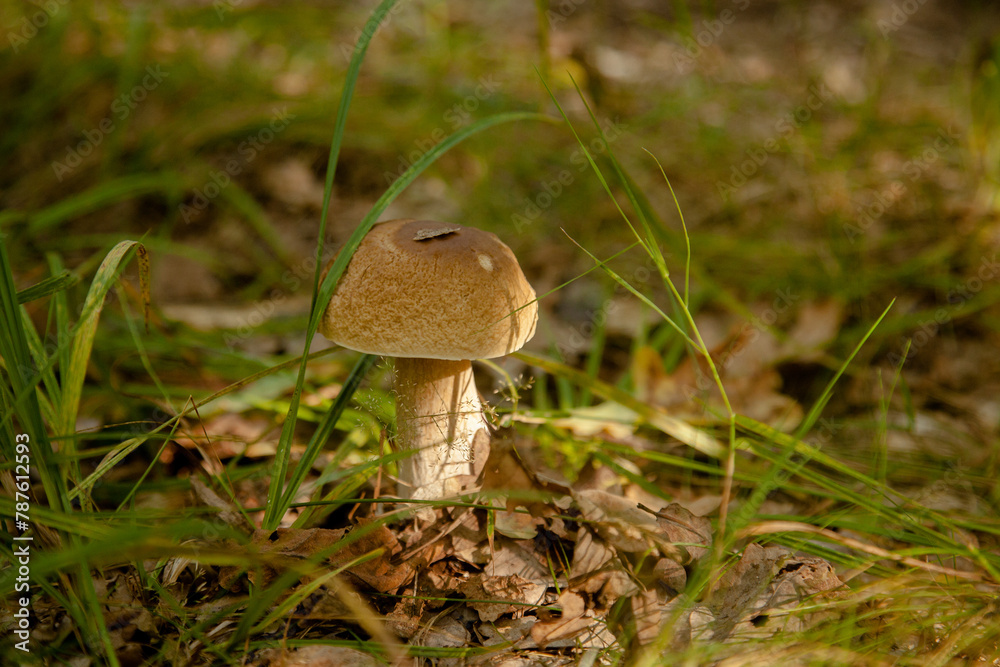 Boletus mushroom in the wild. Porcini mushroom grows on the forest floor at autumn season.. Boletus mushroom in the wild. Porcini mushroom grows on the forest floor at autumn season..