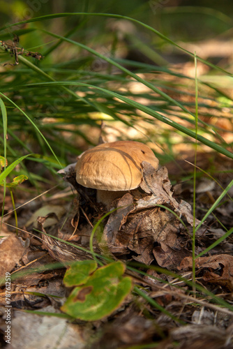 Boletus mushroom in the wild. Porcini mushroom grows on the forest floor at autumn season..