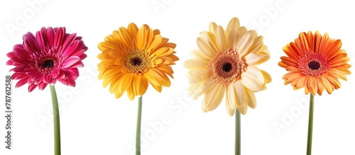 Gerbera flower heads isolated on a white background. photo