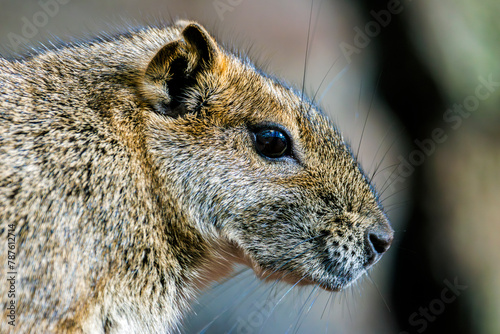 Bergmeerschweinchen photo