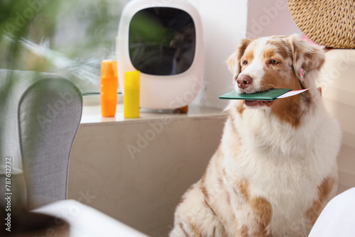 Cute Australian Shepherd do...