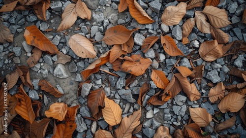 Dry leaves and gravel are scattered on the ground