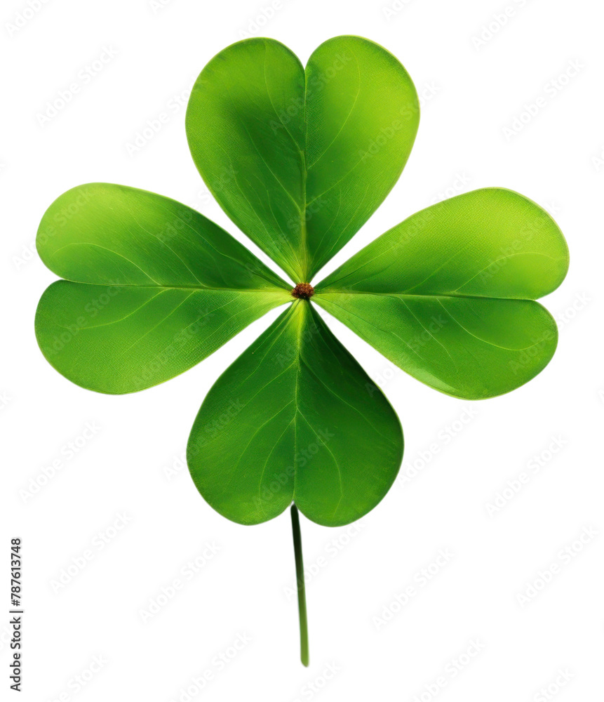 PNG Green shamrock plant leaf white background.