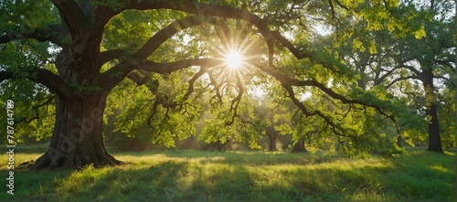 Old oak tree foliage in morning light with sunlight 
