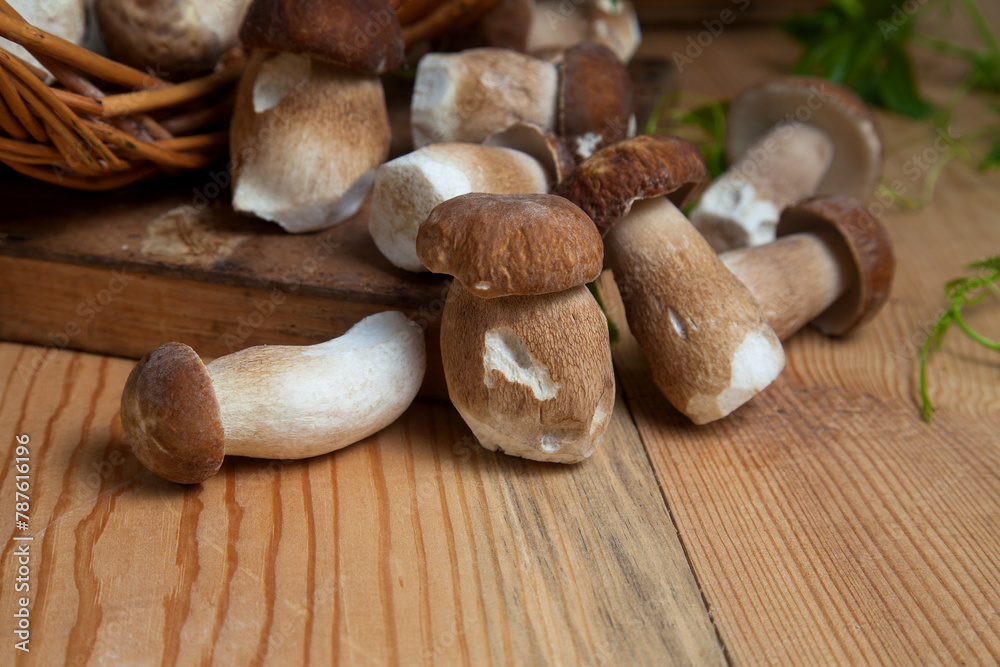 Selective focus on beautyfull porcini mushroom among the pile of wild porcini mushrooms on wooden background at autumn season.. Selective focus on beautyfull porcini mushroom among the pile of wild porcini mushrooms on wooden background at autumn season..