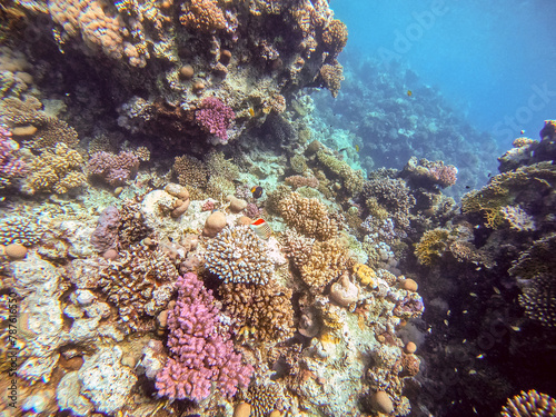 Underwater life of reef with corals and tropical fish. Coral Reef at the Red Sea, Egypt. photo