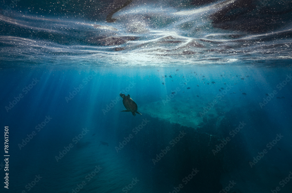 Fototapeta premium A green sea turtle descends through the sun rays into the clear waters of the Pacific Ocean, with tropical fish and an artificial reef in the background. 