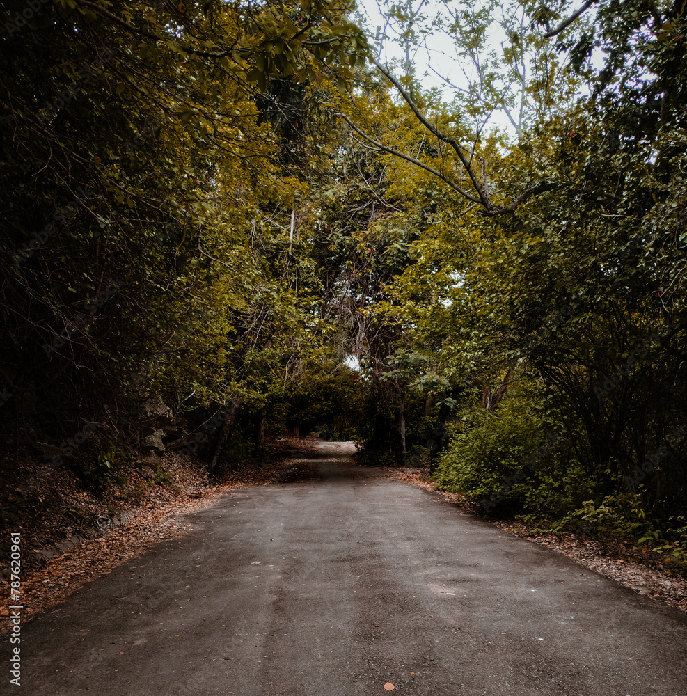 Fototapeta premium road in autumn forest