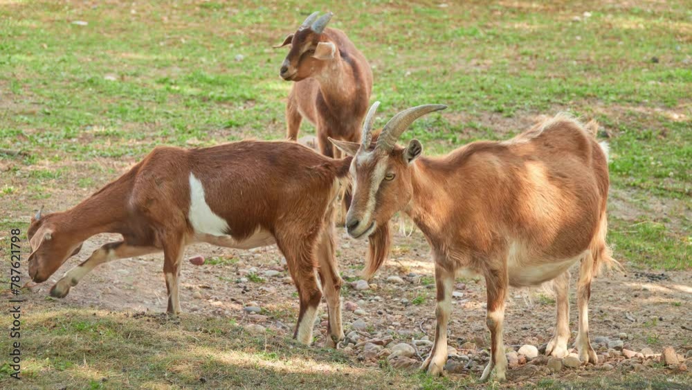 Three brown goats graze on pasture on sunny summer day Three brown goats graze on pasture on sunny summer day