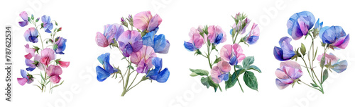 Sweet pea, watercolor clip art, white background 