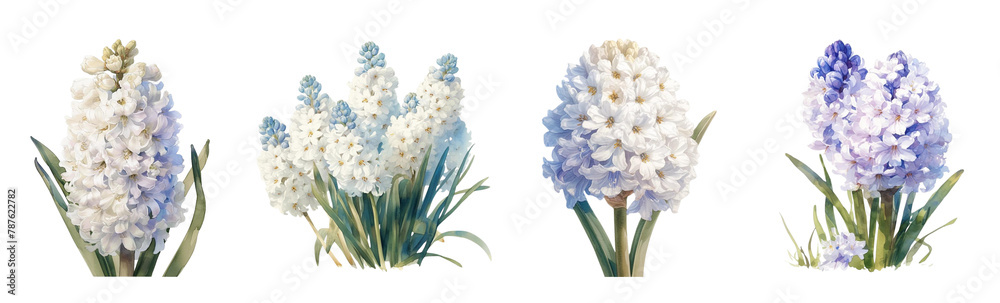 White hyacinth, single stem, watercolor Clipart, white background 