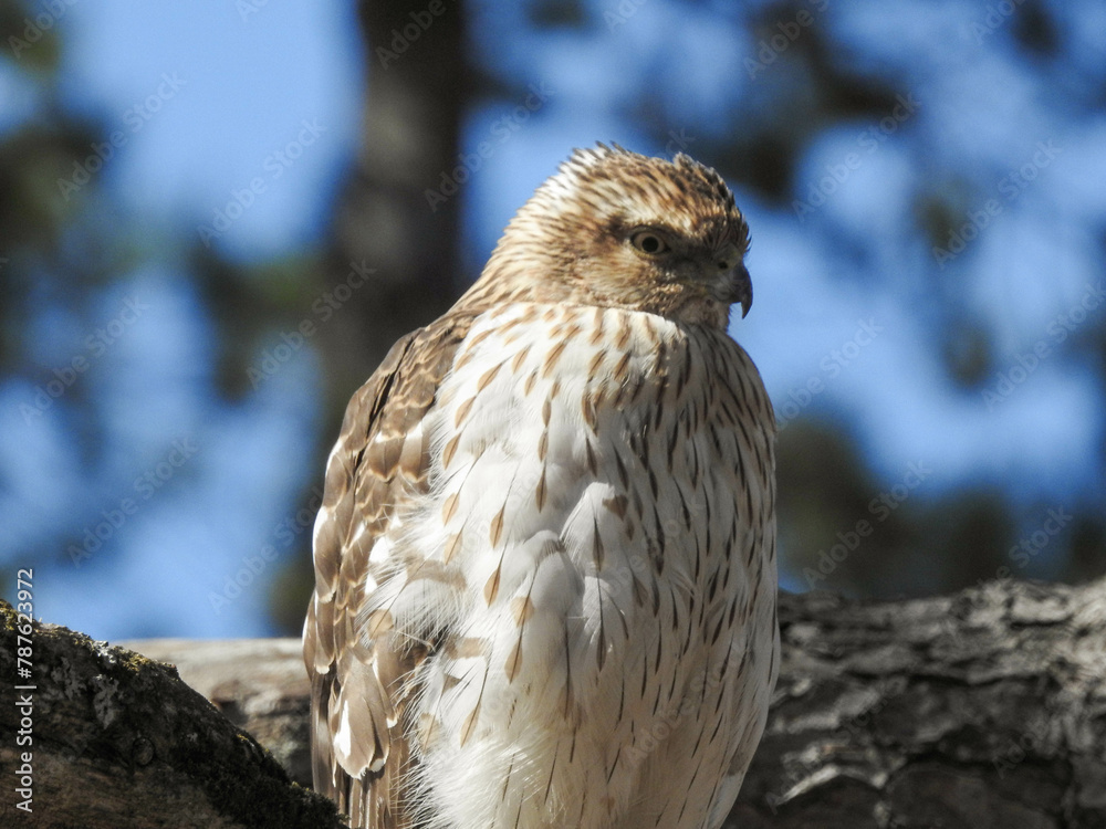 Female Cooper's Hawk perched on a branch while waiting for her mate to return Female Cooper's Hawk perched on a branch while waiting for her mate to return