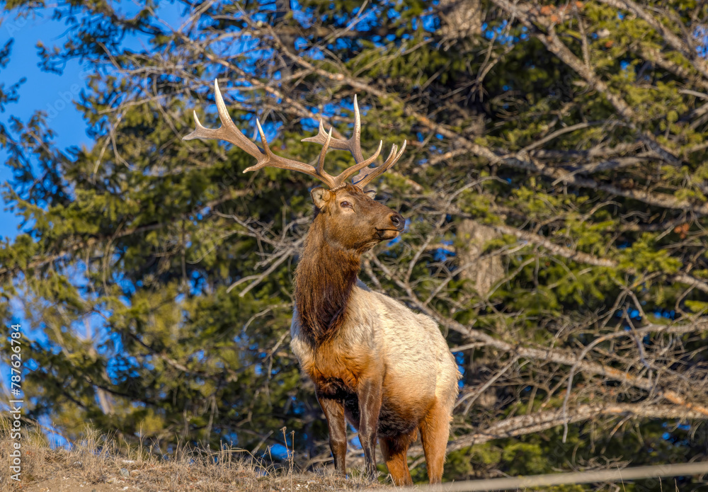 Fototapeta premium elk , Wyoming, Grand Tetons 