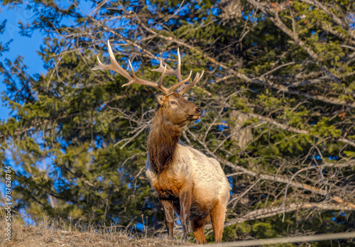 elk , Wyoming, Grand Tetons 