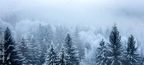 Snow-covered fir trees in winter forest Winter pine tree forest in wilderness on mountainside with snow texture blizzard snow storm.