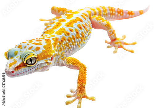 PNG Thai gecko wildlife reptile animal.