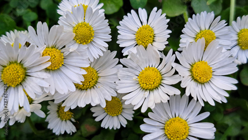 Daisies with white petals and a yellow center - interesting wallpape