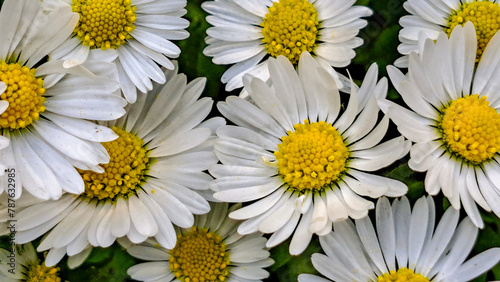 Daisies with white petals and a yellow center - interesting wallpape
