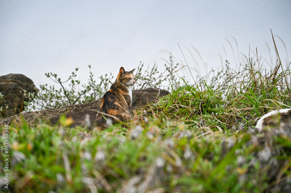 Fototapeta premium 海岸に住む野生の猫
