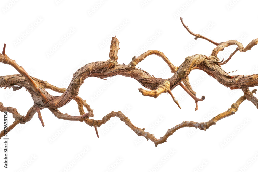 PNG Vine driftwood white background kangaroo PNG Vine driftwood white background kangaroo