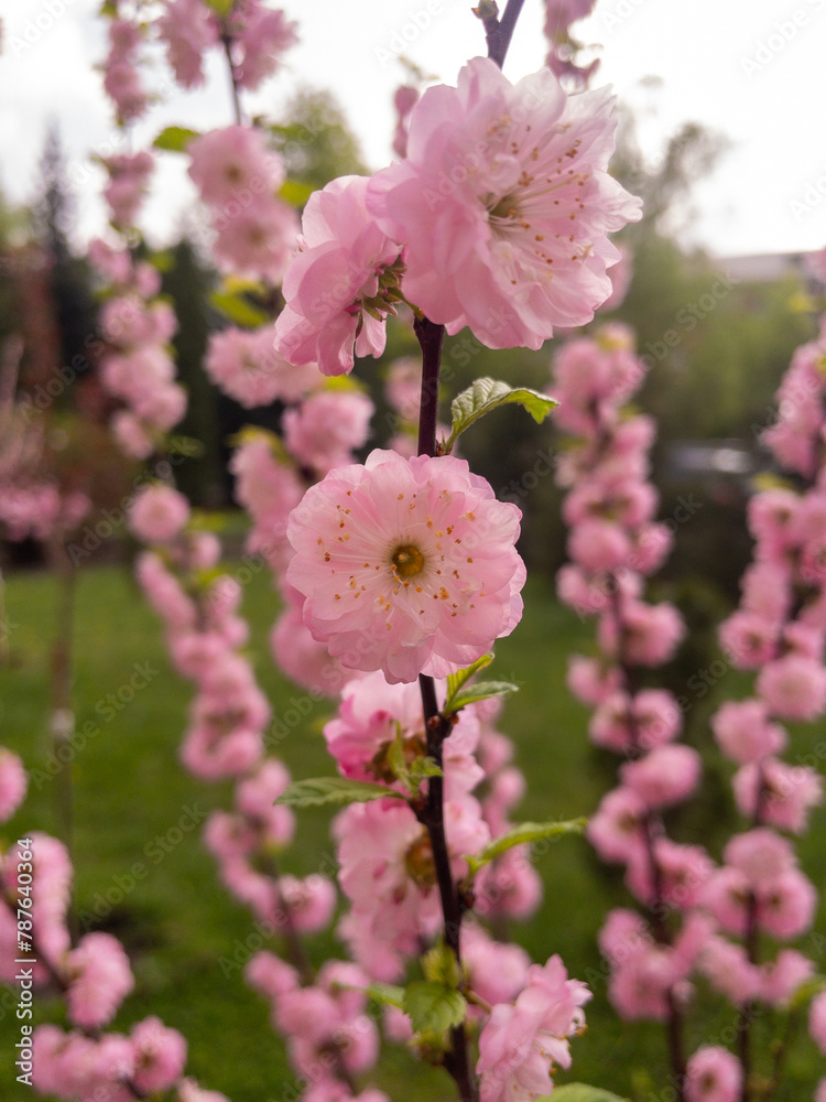 pink cherry blossom pink cherry blossom