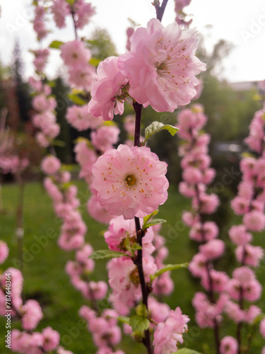 pink cherry blossom