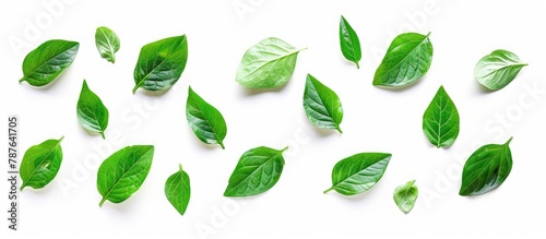 Wallpaper Mural Green leaves isolated on a white background Torontodigital.ca