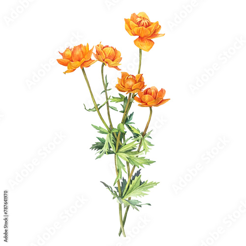Watercolor frying flowers Trollius isolated on white background. Yellow orange summer wildflower. Herbs for aromatherapy and bouquet. Botanical clipart for spa sticker or wallpaper wrapping