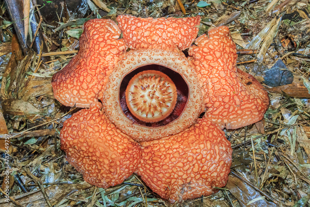 Rafflesia, the biggest flower in the world , Ranau Sabah, Borneo