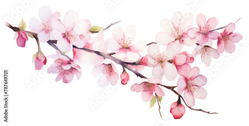 PNG Cherry blossom flowers nature plant white