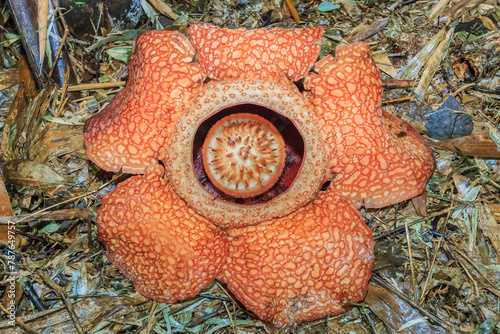 Obraz na płótnie Rafflesia, the biggest flower in the world , Ranau Sabah, Borneo w salonie
