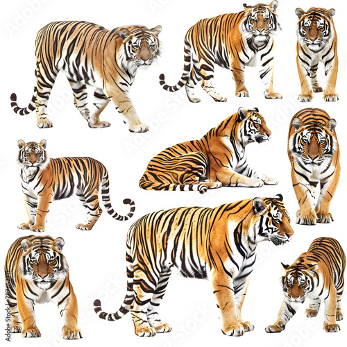 Clipart illustration featuring a various of tiger on white background. Suitable for crafting and digital design projects.[A-0004]