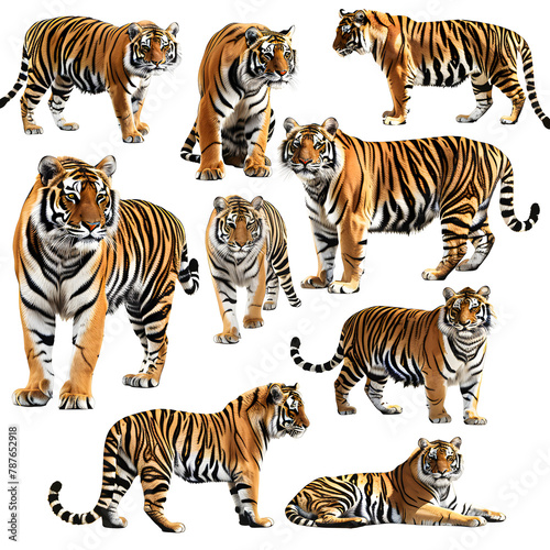 Clipart illustration featuring a various of tiger on white background. Suitable for crafting and digital design projects.[A-0002]