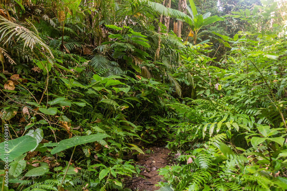 Trail in a forest near Namkhon village near Luang Namtha town, Laos Trail in a forest near Namkhon village near Luang Namtha town, Laos