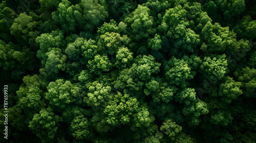 Aerial top view of green trees in forest. Drone view of dense green tree captures CO2. Green tree nature background for carbon neutrality and net zero emissions concept. Sustainable green environment