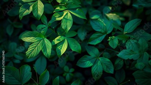 Leaves abstract green texture, nature background, tropical leaf. Beautiful wallpaper.