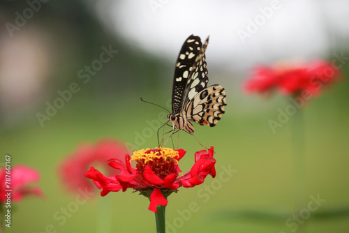 Butterfly on a red flower in the garden, Indonesia