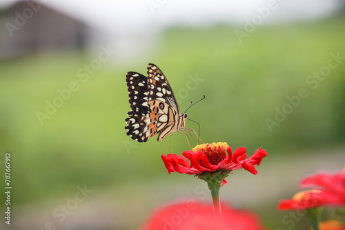 Butterfly on a red flower in the garden, Indonesia