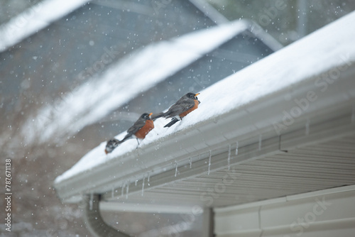 Fototapeta Naklejka Na Ścianę i Meble -  Birds in Snow