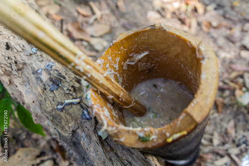 Soup being prepared in a bamboo in a forest near Luang Namtha town, Laos