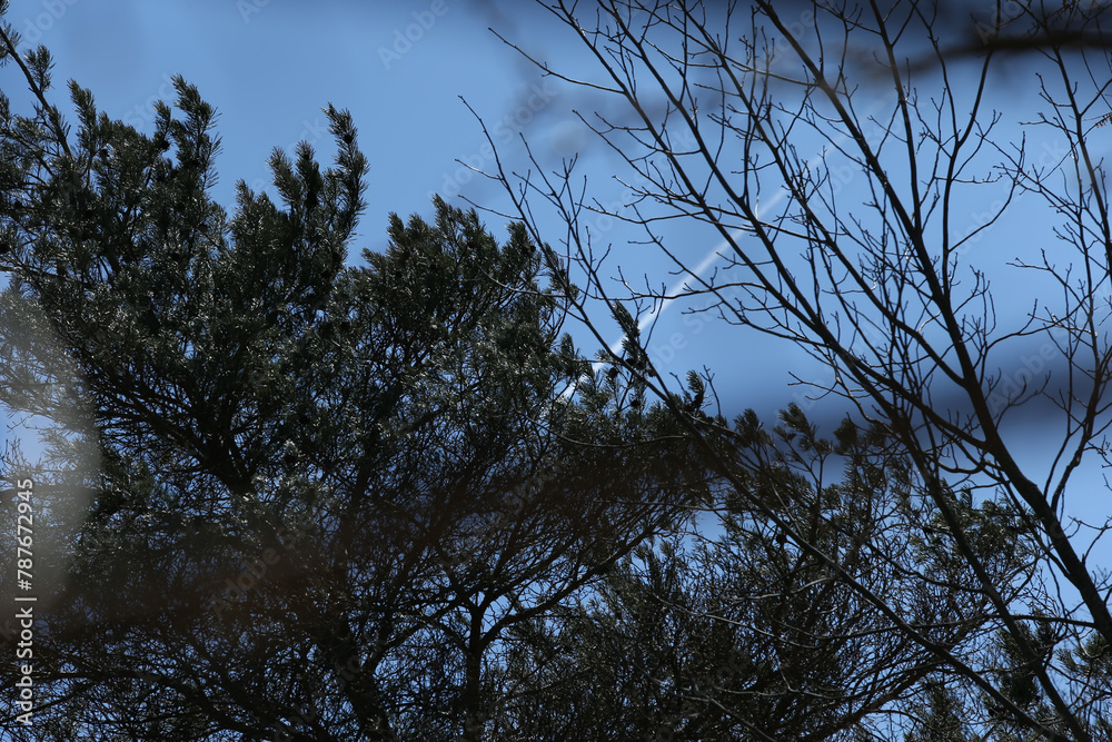 Obraz premium Pine Tree Lighting