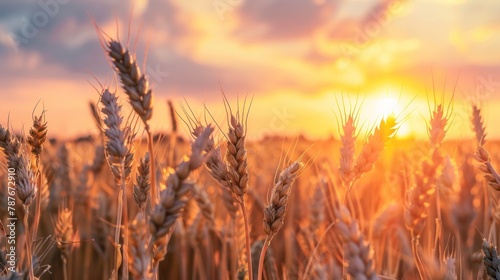 Beautiful wheat field at golden sunset view landscape background. AI generated image © MUCHIB